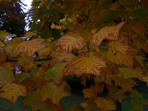 Liliovník tulipánokvětý (Liriodendron tulipifera )