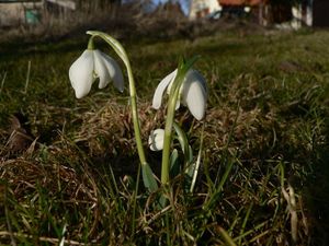 Sněženka podsněžník (Galanthus nivalis)