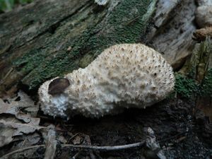 Klikni pro velký obrázek