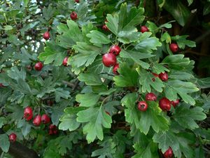 Hloh (Crataegus)