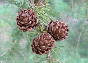 Modřín opadavý (Larix decidua)