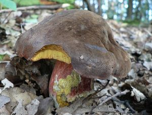 Klikni pro velký obrázek