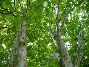 Platan (Platanus sp.)