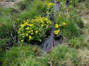 Blatouch bahenní (Caltha palustris)