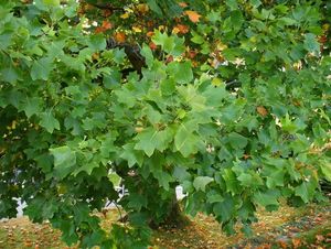 Liliovník tulipánokvětý (Liriodendron tulipifera )