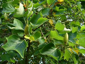 Liliovník tulipánokvětý (Liriodendron tulipifera )