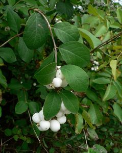 Pámelník bílý (Symphoricarpos albus)