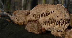 Síťkovec dubový - Daedalea quercina  (L.) Pers. 1801