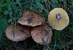 Klouzek žíhaný - Suillus collinitus (Fr.) Kuntze