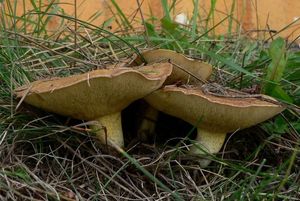 Klouzek žíhaný - Suillus collinitus (Fr.) Kuntze