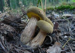 Hřib plstnatý - Boletus subtomentosus L. Quél.