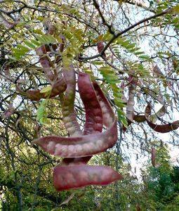 Dřezovec trojtrnný (Gleditsia triacanthos)