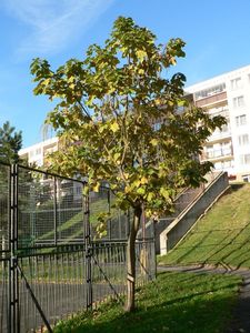 Katalpa trubačovitá (Catalpa bignonioides)