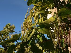 Katalpa trubačovitá (Catalpa bignonioides)