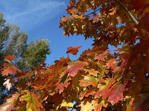 Dub červený (Quercus rubra)