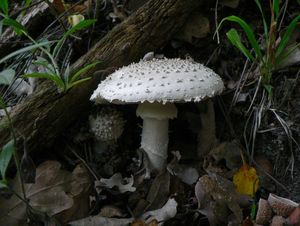 Muchomůrka ježohlavá - Amanita echinocephala (Vittad.) Quél. 1872