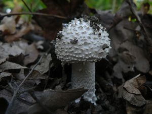 Muchomůrka ježohlavá - Amanita echinocephala (Vittad.) Quél. 1872