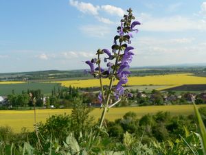 Šalvěj luční (Salvia pratensis)