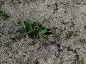 Šalvěj luční (Salvia pratensis)