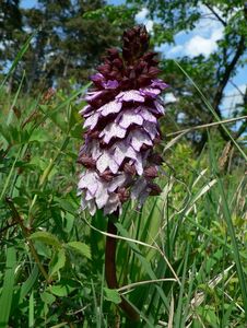 Vstavač nachový (Orchis purpurea Huds.)