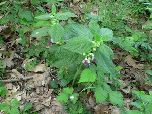 Medovník meduňkolistý (Melittis melyssophyllum)