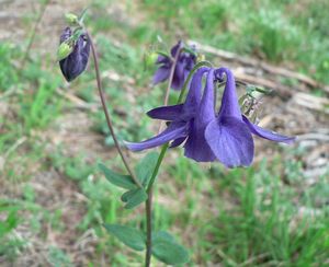 Orlíček obecný (Aquilegia vulgaris)