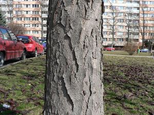 Dřezovec trojtrnný (Gleditsia triacanthos)