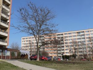 Dřezovec trojtrnný (Gleditsia triacanthos)