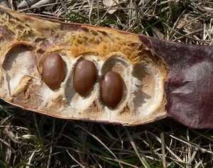 Dřezovec trojtrnný (Gleditsia triacanthos)