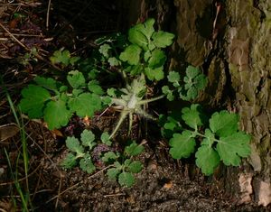 Vlaštovičník větší (Chelidonium majus)