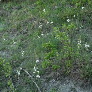 Bělozářka liliovitá (Anthericum liliago L.)