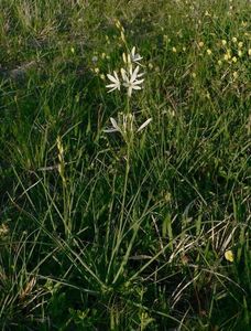 Bělozářka liliovitá (Anthericum liliago L.)