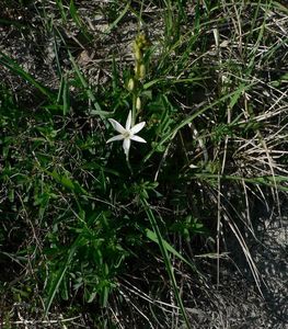 Bělozářka liliovitá (Anthericum liliago L.)