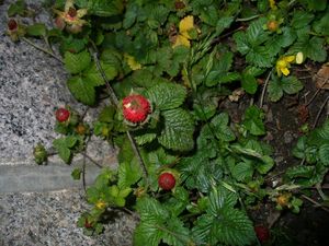 Jahodka indická (Duchesnea indica)