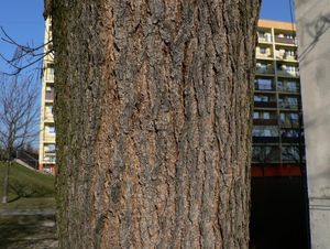 Katalpa trubačovitá (Catalpa bignonioides)