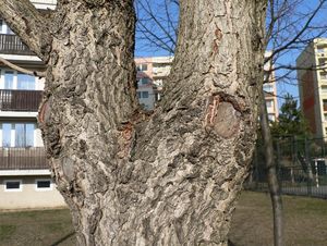 Líska turecká (Corylus colurna)