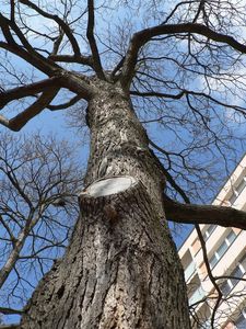 Katalpa trubačovitá (Catalpa bignonioides)