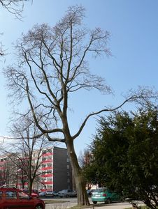 Katalpa trubačovitá (Catalpa bignonioides)