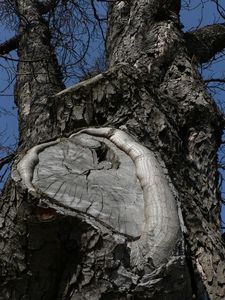 Jírovec maďal (Aesculus hippocastanum)