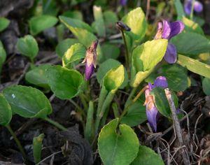 Violka vonná  (Viola odorata)