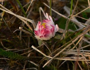 Sedmikráska obecná (Bellis perennis)