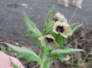 Blín černý (Hyoscyamus niger L.)