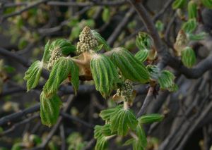 Jírovec maďal (Aesculus hippocastanum)