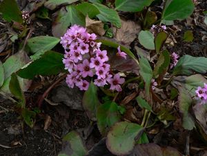 Bergénie srdčitá (Bergenia Cordifolia)