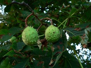 Jírovec maďal (Aesculus hippocastanum)