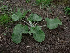 Lopuch  (Arctium )