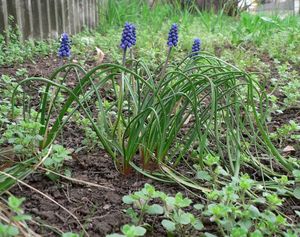 Modřenec arménský (Muscari Armeniacum)