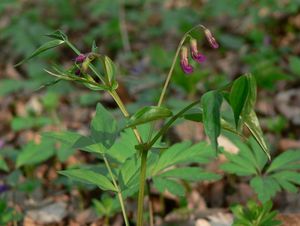 Hrachor jarní (Lathyrus vernus)