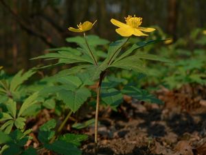 Sasanka pryskyřníkovitá (Anemone ranunculoides)