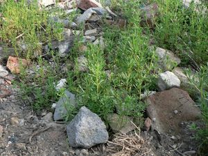 Svízel přítula (Galium aparine)